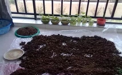 散尾葵根部腐烂怎么办？如何有效治疗