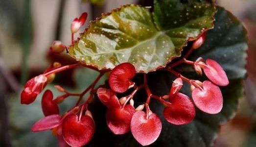 竹节海棠根系发达，为什么不爱长新枝