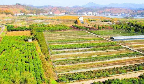 杂草防除：人工与化学相结合