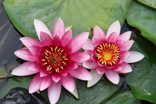 睡莲：水中的精灵， 花中的勤快小嫩手