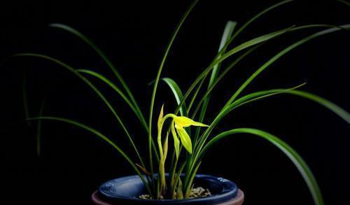 谷壳炭，为什么这么神奇？