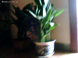 金钱树价格大揭秘：一盆多少钱？