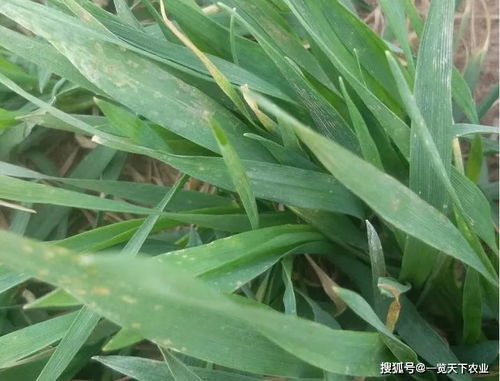 除草剂，进不去怎么办？