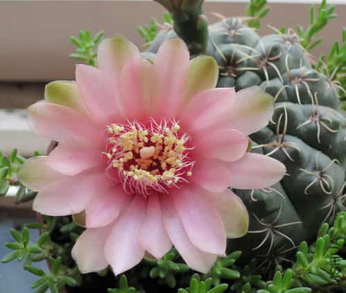 六月雪的冬季养护