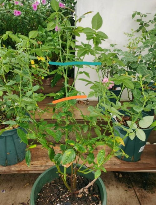 月季笋芽的分叉枝修剪技巧，如何正确处理分叉枝以促进月季生长
