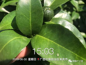 环嗪酮：高效林用除草剂