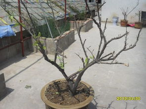 掉叶子原因二：土壤问题