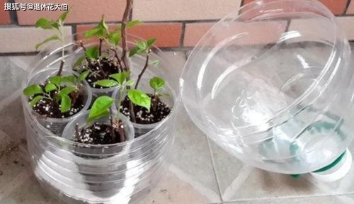 夏日里花儿的秘密：水中的生机与杀虫奇效