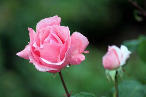 月季花瓣：美味还是禁忌？