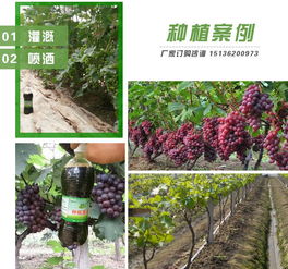 如何通过沃土培育技术，有效提升葡萄种植土壤的肥沃度和适宜性