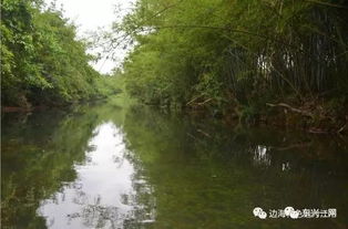 河边种花的好处