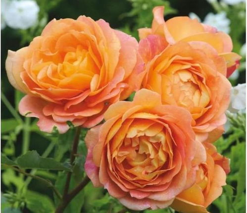 月季：历史的见证者