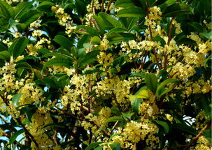 浇水篇：水要适量，别太多