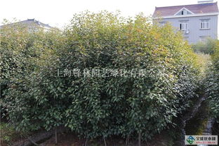 三、 生长环境与特点