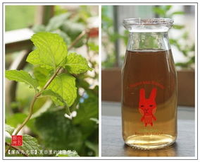 薄荷种子如何泡茶饮用？茶香中藏着哪些清新秘密