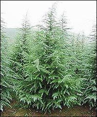 雪松种植，技术彳艮重要