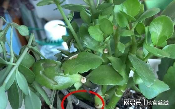 延龄草：长寿花，养生佳品，禁忌须知