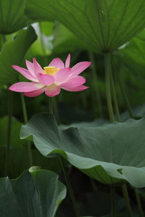 六月荷花开，这些当季花卉给你好看