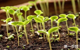 平安用量要记牢