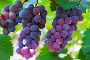 葡萄病虫害的克星