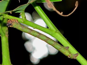 棕榈色的虫子， 这就是简单形式的自然选择法