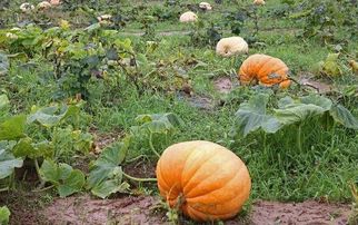 二、 南瓜，香甜可口，叶酸丰富