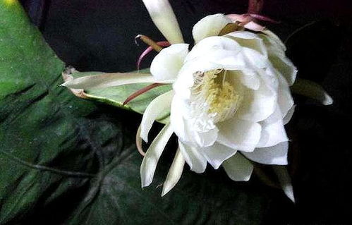 昙花黄叶有斑是缺肥吗？如何施肥才能让它长得旺盛