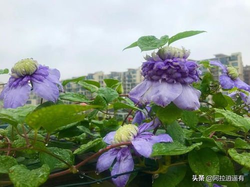 揭秘生命终结：花卉与生死奥秘的神秘纽带
