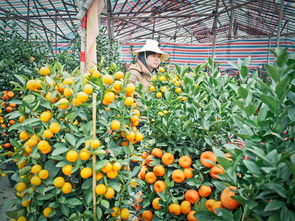 年桔（Fortunella margarita）