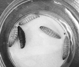 黄粉虫具备降解塑料的能力，是一种新型生物降解塑料技术