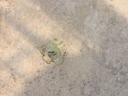 鸡白绿色粪便和绿色粪便分别是什么疾病或原因引起的？