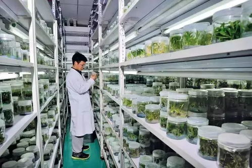 低温魔法，软化种皮