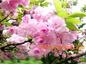 东北露天越冬宿根花卉，哪些宿根花卉能在东北露天越冬