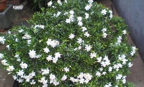 养护栀子花，你Zuo到了吗？