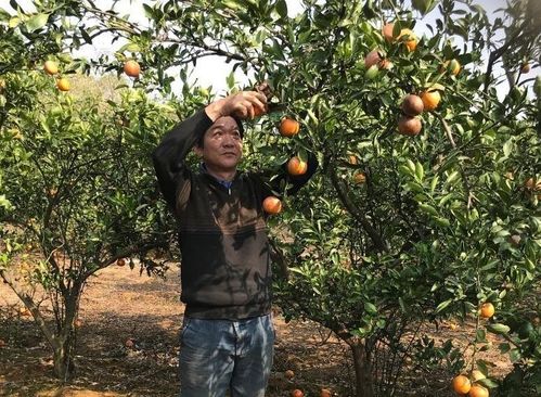 平南县橘子丰收，大量橘子滞销
