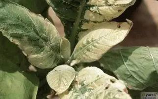 药害产生， 抑制新根系发生