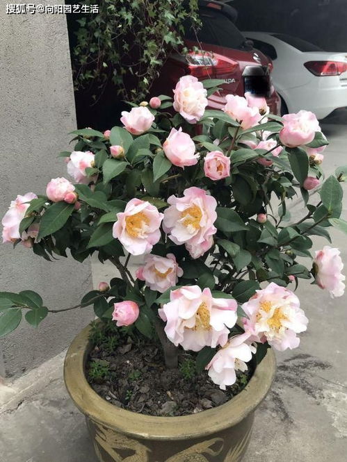 南北地域差异表