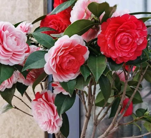 刺梅开花期嫩换盆吗？会不会影响开花？