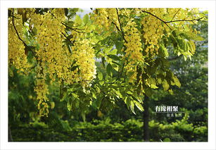 阿勃勒：金急雨的传说