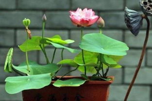碗莲芽尖发黑是因水质温度控制不当