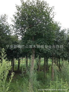 江西苗木网上枫香树苗的价格是多少那个？