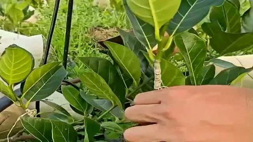 揭秘菠萝蜜树苗的迷人模样：幼苗成长全过程视频一览
