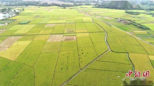玉林福绵区香蕉收购价持续回升，关注市场动态