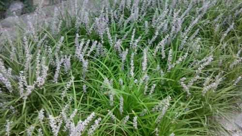 麦冬的产业：从种植到加工， 一脉相承