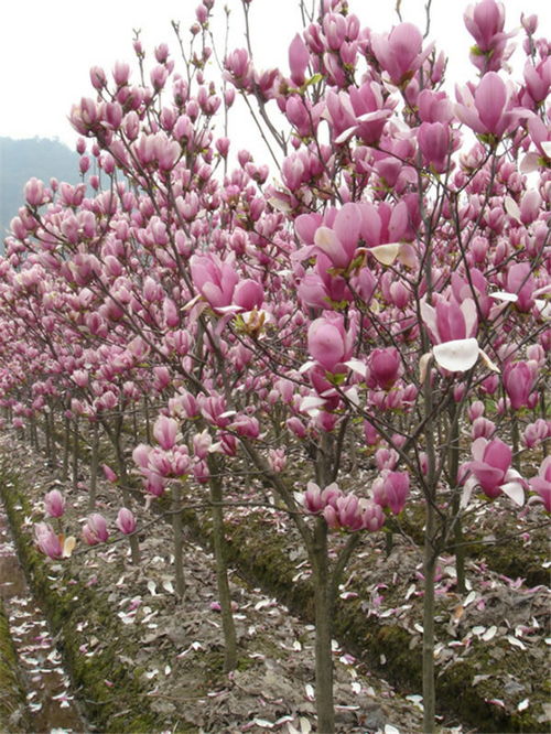 紫玉兰小苗的种植之地