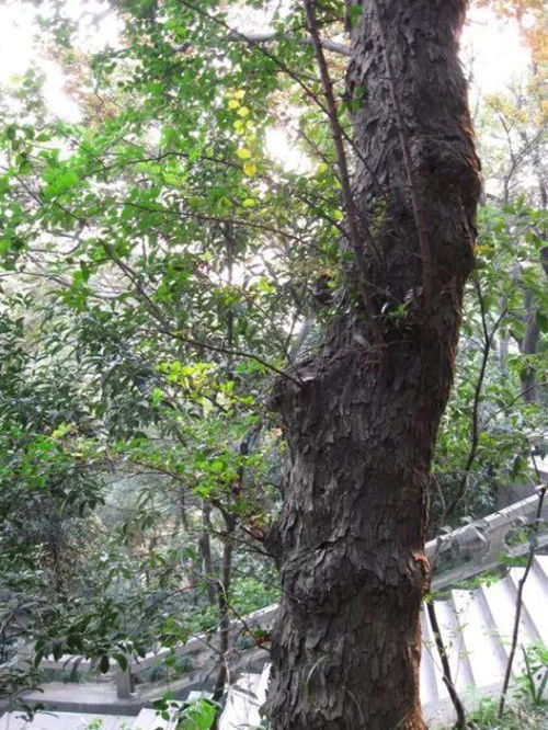 树木：自然的建筑师