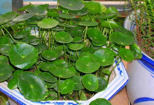 秋季种植的技巧