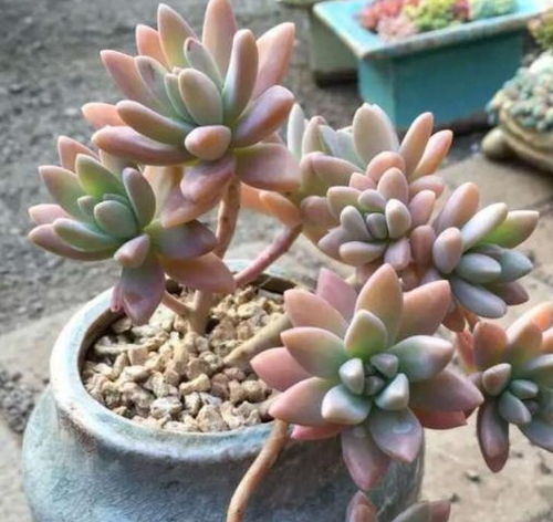 石莲花属多肉：色彩斑斓， 形态各异