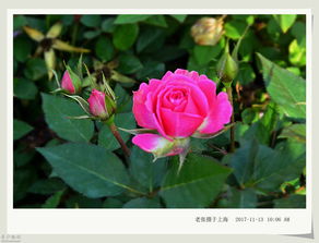 月季，那独特的花稀之美