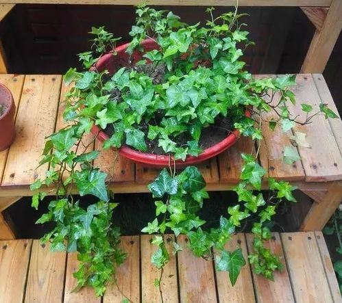 想种康乃馨却不知从何下手？手把手教你康乃馨种子种植方法